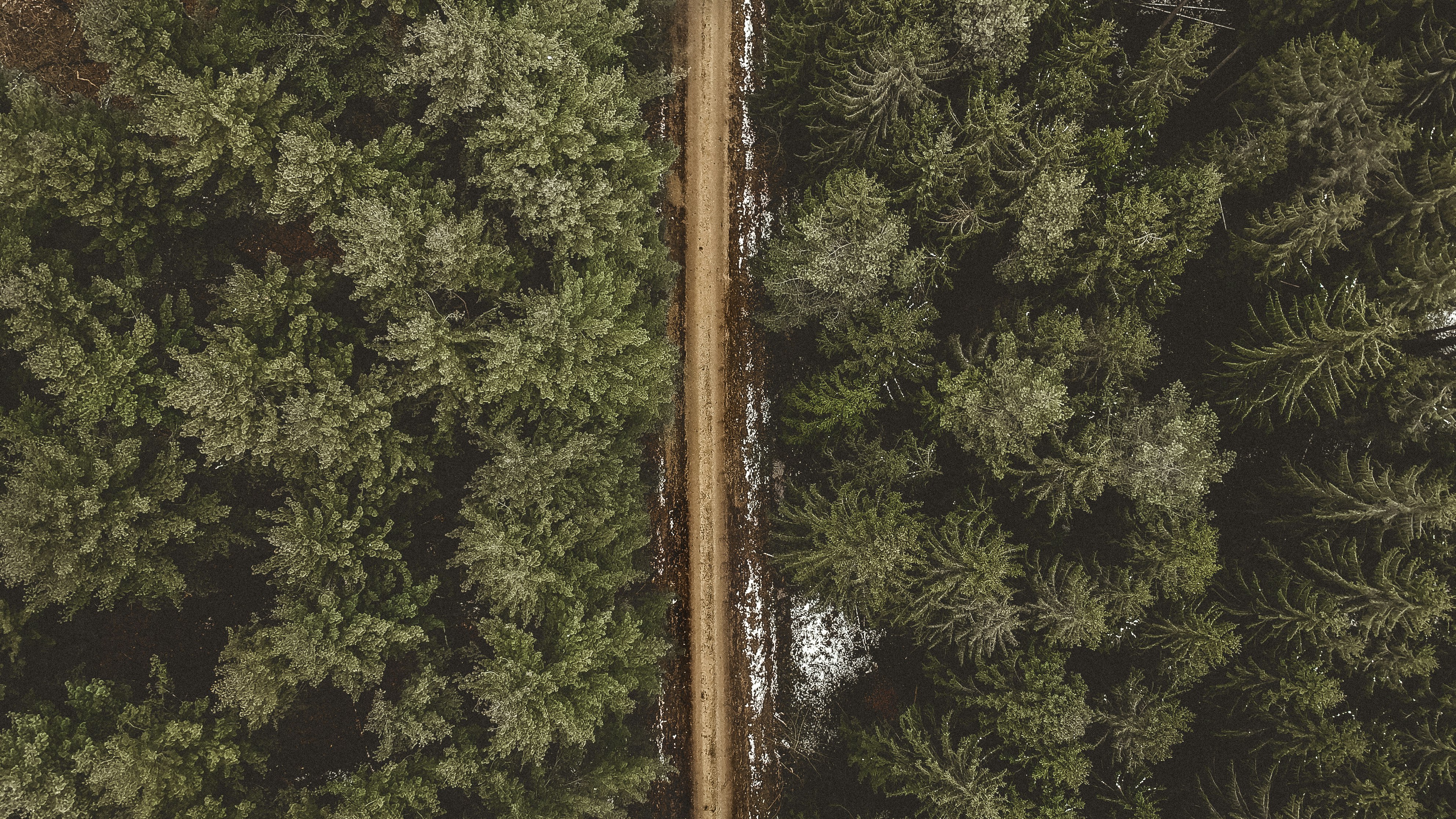 green pine trees in aerial photography